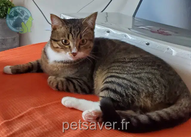 chat lost   85000 La Roche-sur-Yon Willow