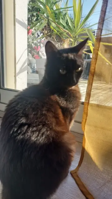 chat lost    Les Sables-d'Olonne Willow