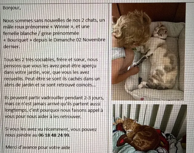 chat lost   85320 Château-Guibert Winnie