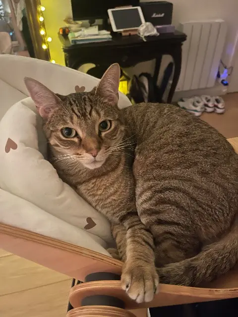 chat lost    Les Sables-d'Olonne Yuki