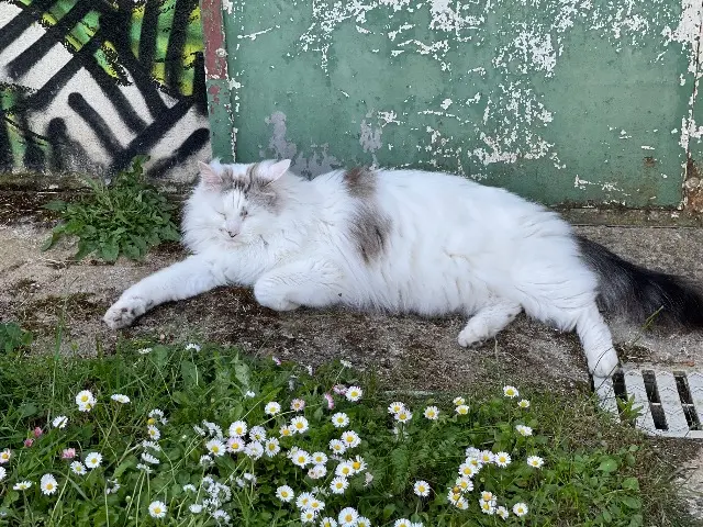 chat lost   85200 Fontenay-le-Comte Yuki