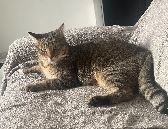 chat lost   85480 Bournezeau Yumi