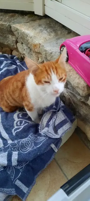 chat lost   85300 Froidfond Zizou