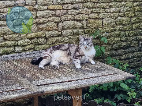 Chat Perdu 85 Vendée Chat Perdu 85 Vendée