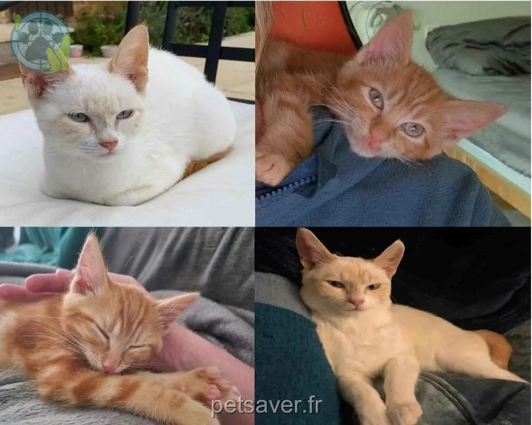 Chat Perdu 85 Vendée Chat Perdu 85 Vendée