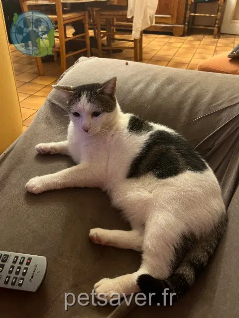 chat lost   86190  Acacio