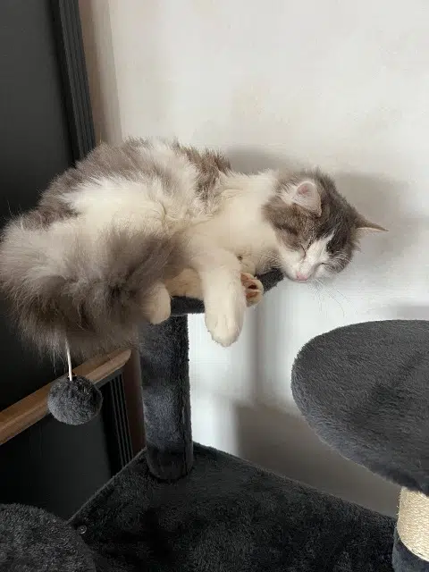 chat lost   86800 Pouillé Achille