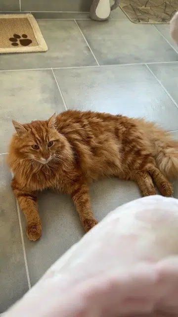 chat lost   86300 Bonnes Aiko