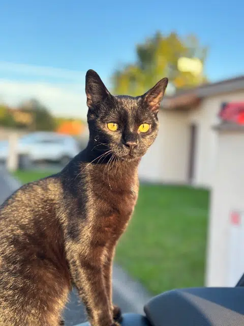 chat lost   86340 Fleuré Alfe