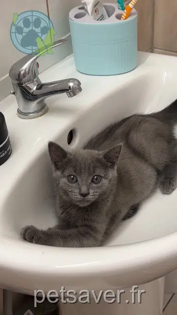 Kater lost 86100 Châtellerault Beely