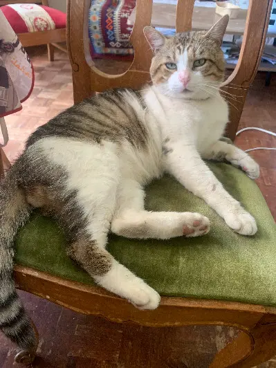Chat Perdu 86 Vienne Chat Perdu 86 Vienne