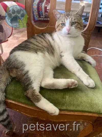 Chat Perdu 86 Vienne Chat Perdu 86 Vienne