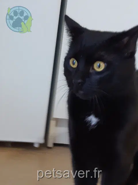 chat lost   86600 Jazeneuil Charly