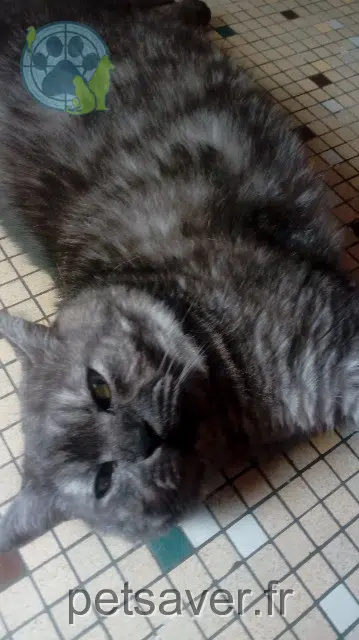 gato lost   86230 Saint-Gervais-les-Trois-Clochers Cirius