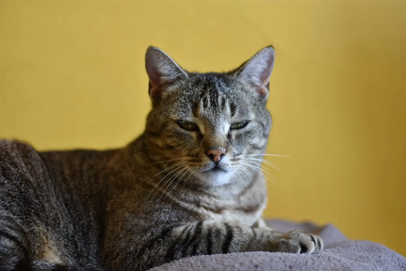 Chat Perdu 86 Vienne Chat Perdu 86 Vienne