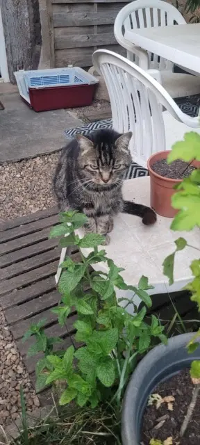 Kater vermisst 86600 Lusignan Felo Kater lost 86600 Lusignan Felo