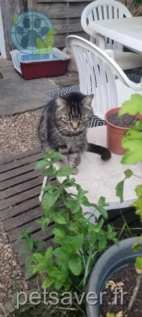 chat perdu 86600 Lusignan Felo chat lost 86600 Lusignan Felo