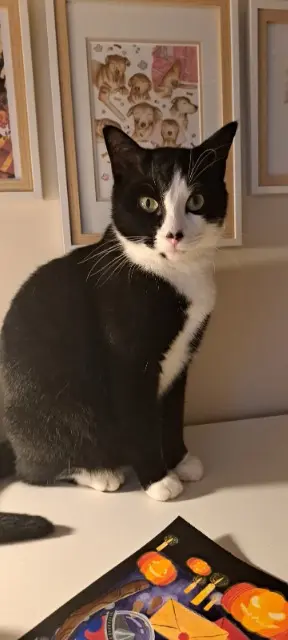 chat lost   86140 Lencloître Figaro