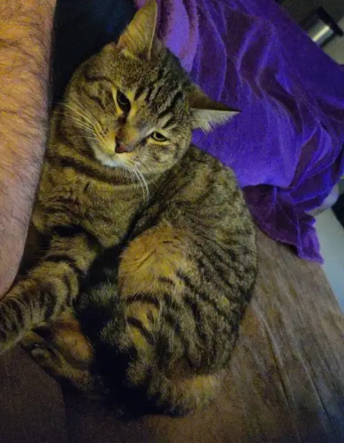 chat lost   86220 Ingrandes Filou