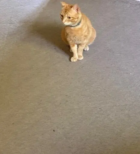 chat lost   86130 Saint-Georges-lès-Baillargeaux Frostis