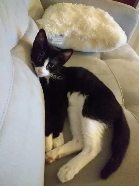 chat lost   86600 Coulombiers Gaspard