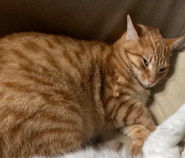 chat lost   86380 Chabournay Groutsy