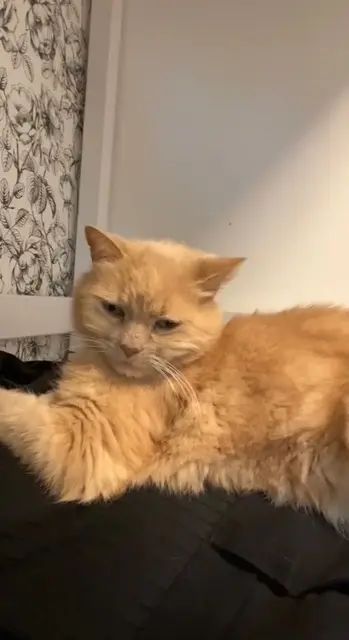 chat lost   86530 Naintré Jerry