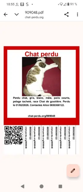 chat lost   86180 Buxerolles Kita