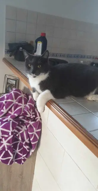 chat lost   86230 Sossay Mahô Boy