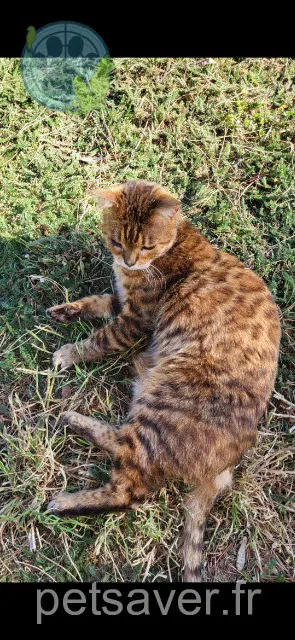 Kater lost 86190 Quinçay Mandela