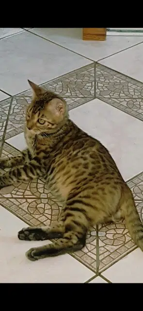 chat lost   86190 Quinçay Mandela