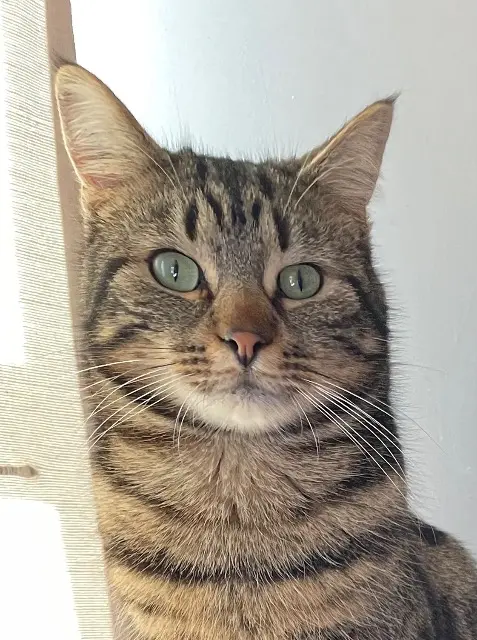 chat lost   86400 Blanzay Mg