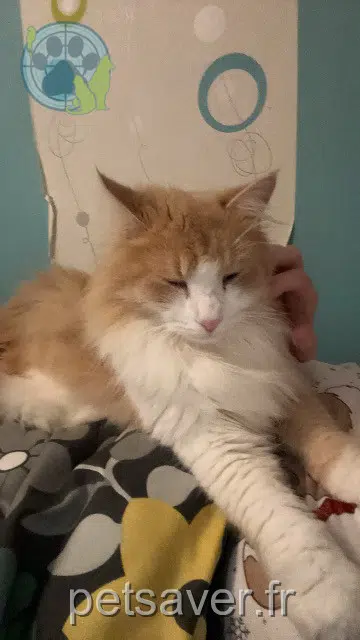 chat lost   86240 Smarves Milo