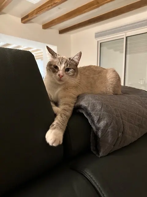 chat lost   86160 Sommières-du-Clain Milo