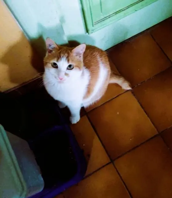 chat lost   86500 Montmorillon Olaf