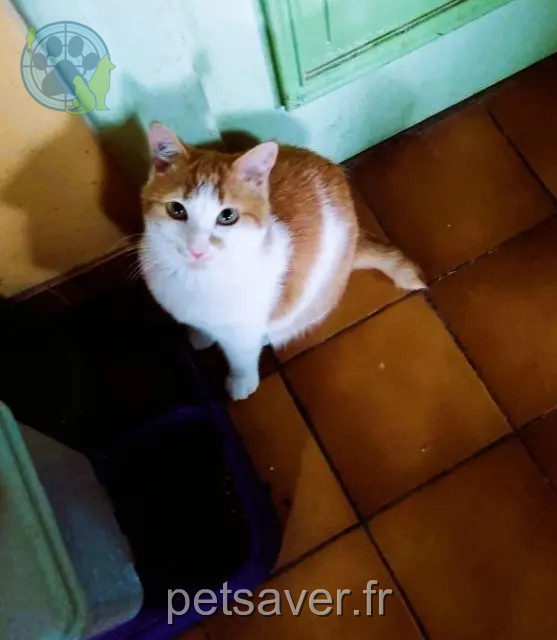 gato perdido 86500 Montmorillon Olaf gato lost 86500 Montmorillon Olaf