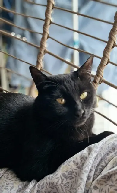 chat lost   86340 Nieuil-l'Espoir Mouchou