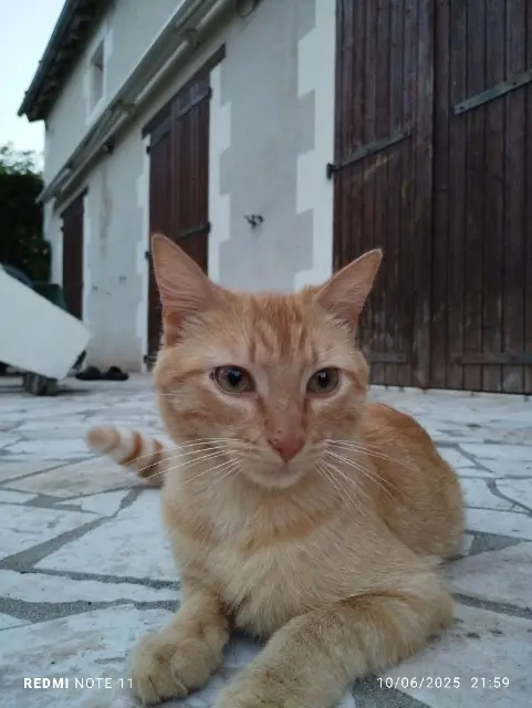 chat lost   86500 Pindray Naruto