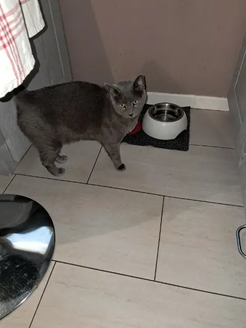 chat lost   86100 Châtellerault Neiko