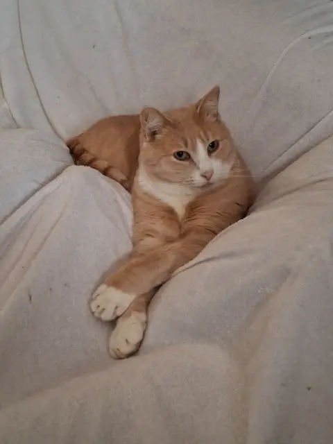 chat lost   86170 Vouzailles Origan