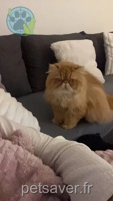 gatto perso 86130 Saint-Georges-lès-Baillargeaux O’malley gatto lost 86130 Saint-Georges-lès-Baillargeaux O’malley
