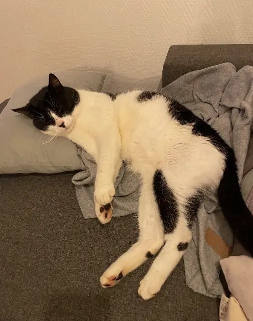 chat lost   86000 Poitiers Aru