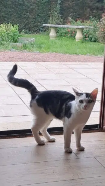 chat lost   86000 Poitiers Berlioz