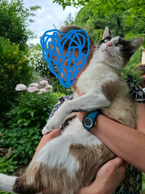 chat lost   86000 Poitiers chamallow