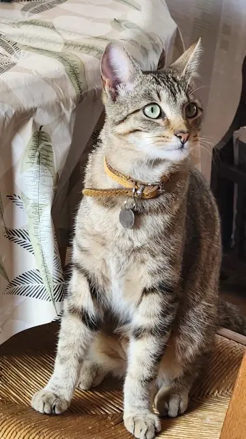 chat lost   86000 Poitiers DRIFT