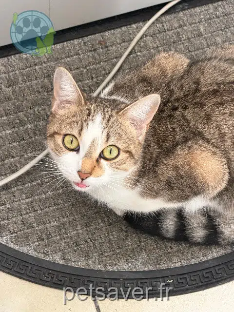 chat lost   86000 Poitiers Goldenne