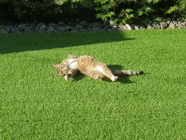 cat lost   86000 Poitiers Jack
