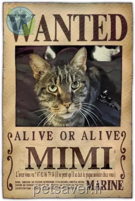 chat lost   86000 Poitiers Mimi