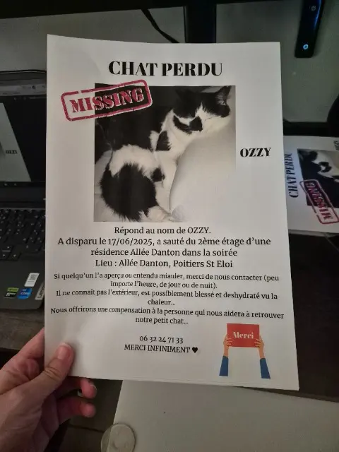 chat lost   86000 Poitiers Ozzy