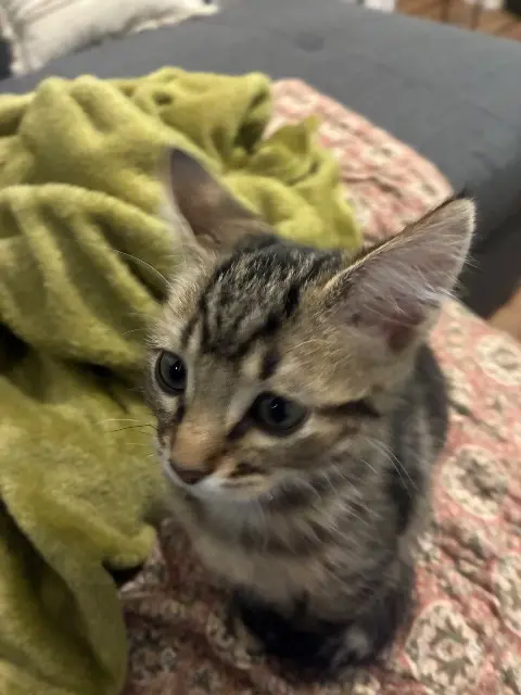 chat lost   86000 Poitiers Pascal